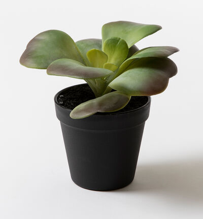 Kunstig Sukkulent Kunstig Sukkulent